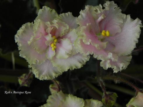 Rob's Antique Rose.jpg