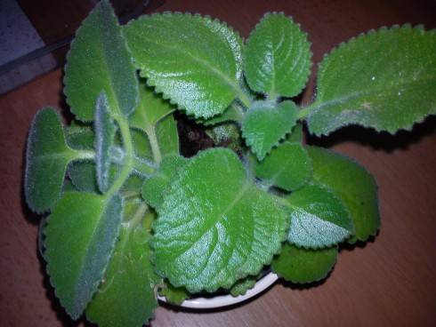 asi Plectrantus.jpg
