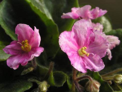 Pretty 'n Pink.jpg
