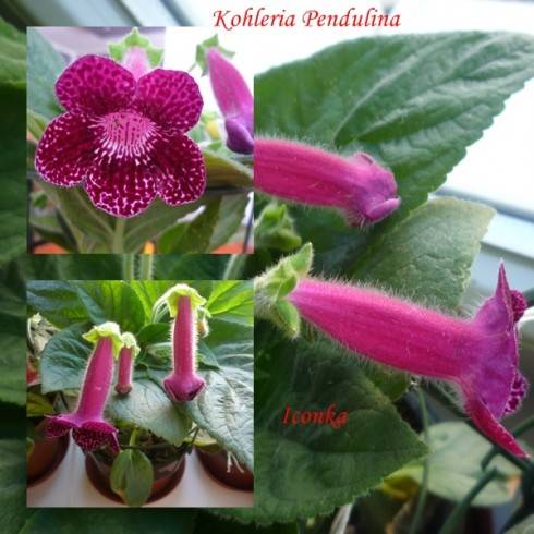Pendulina.jpg