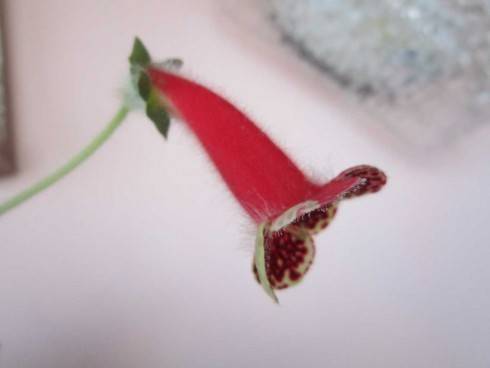 Kohleria bogotensis.jpg