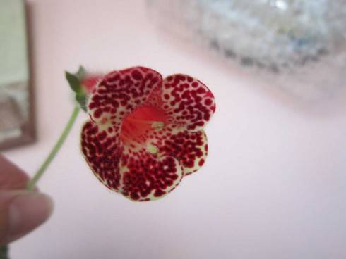 Kohleria bogotensis.jpg