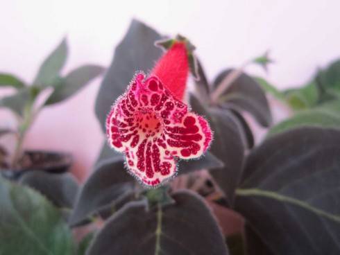 Ruby Red.jpg