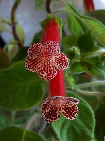 Kohleria Järvsö.jpg