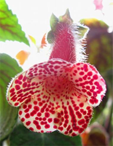 Kohleria Järvsö_2.jpg