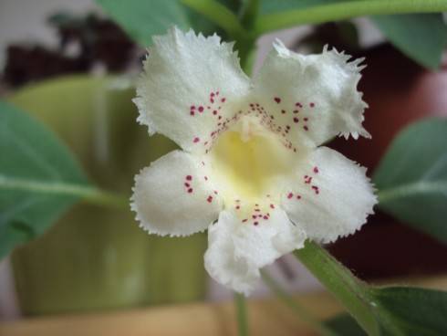 Alsobia punctata.jpg