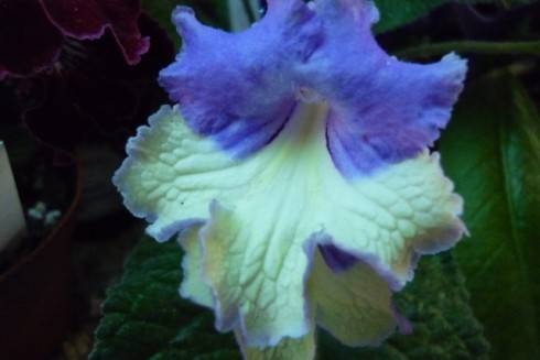 Lunnoe Zatmenie.jpg