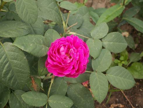 ROSE DE RESCHT.JPG