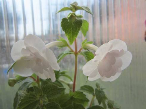 Double Picotee Rose.jpg