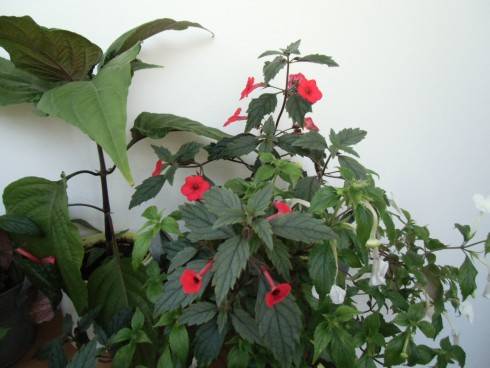 A. erecta.jpg