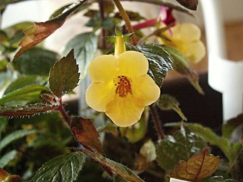 Yellow Beauty.jpg