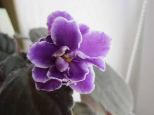Buckeye Lilac Spring.jpg