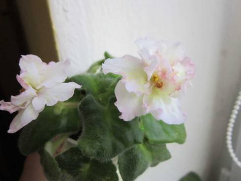 Sunkissed Rose.jpg