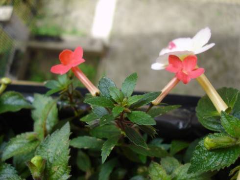 A. admirabilis.jpg