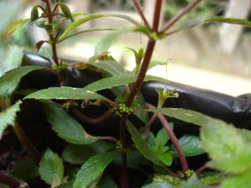 A. admirabilis.jpg