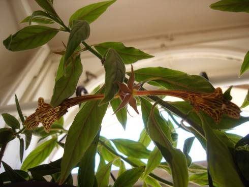 Columnea schiedeana.jpg