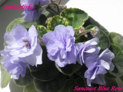 Suncoast Blue Rose.jpg