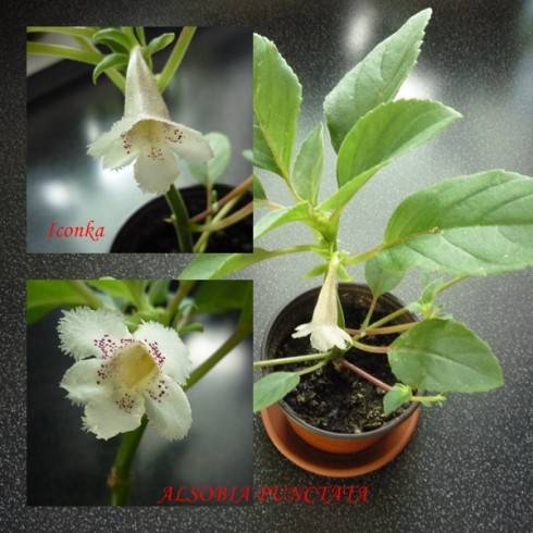 Alsobia punctata.jpg