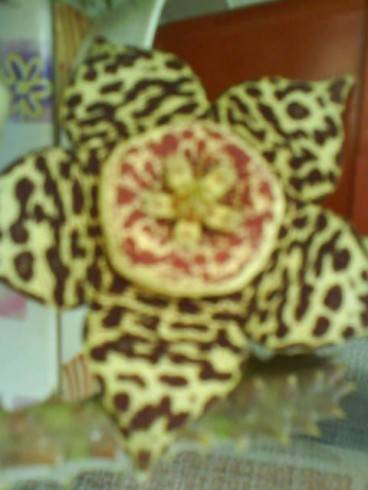 DSC00100.jpg