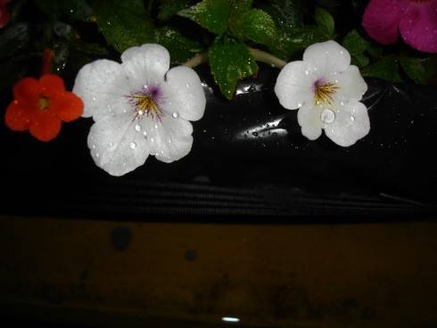 A. admirabilis, Charity.jpg