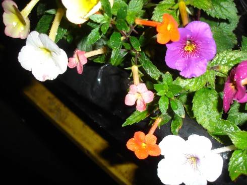 DSC00051.JPG