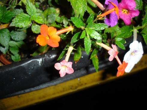 DSC00052.JPG