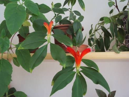 Aeschynanthus.jpg