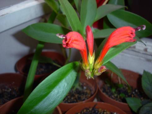 aeschynanthus.jpg