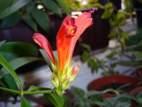 aeschynanthus.jpg