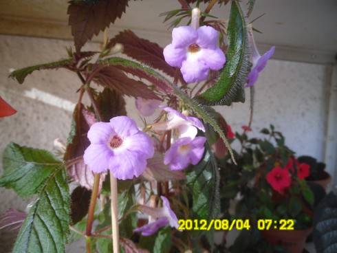 Camille Brozzoni.jpg