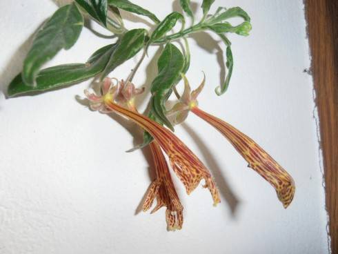 Columnea schiedeana.jpg