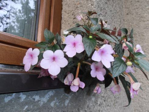 Peach Blossom.jpg