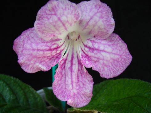 JL-Pink Spider Web.jpg