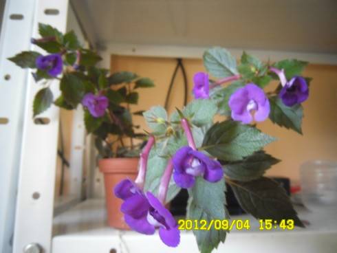 Violacea Semi-Plena.jpg