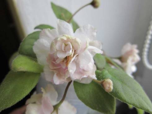 Pink Mint.jpg