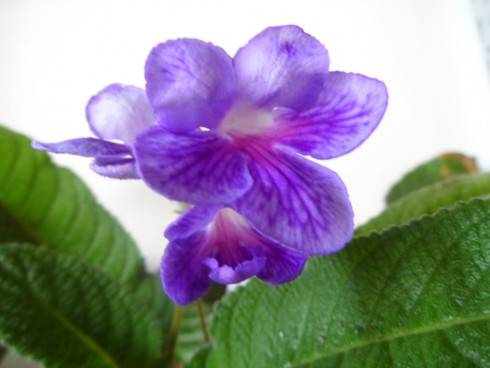 JL-Blossom for You.jpg