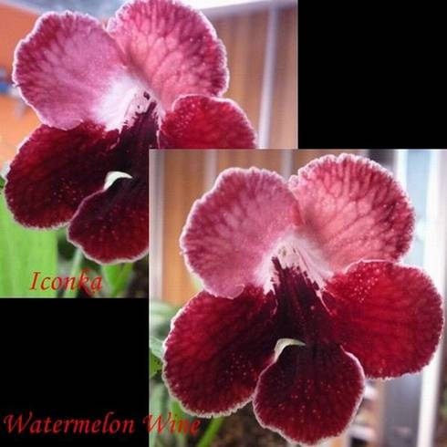 Watermelon Wine.jpg