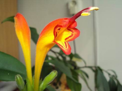 aeschynanthus.jpg