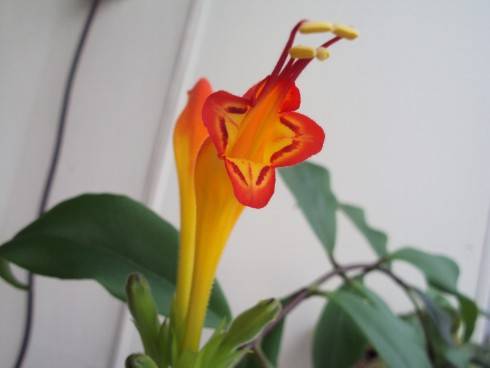 aeschynanthus.jpg
