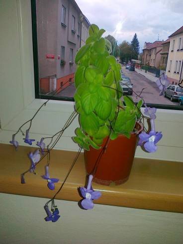 Streptocarpus saxorum.jpg
