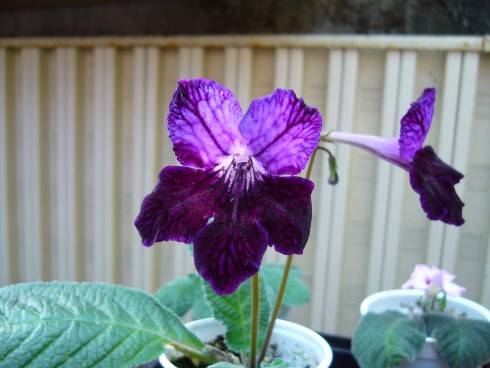 JL-Blackberry Kiss.jpg
