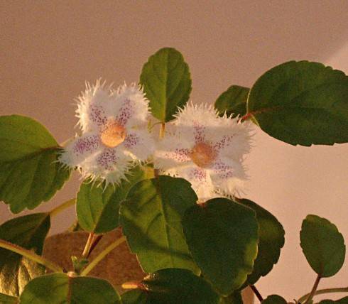 Alsobia Cygnet.jpg