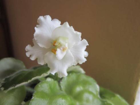 Buckeye Icebreaker Sport.jpg