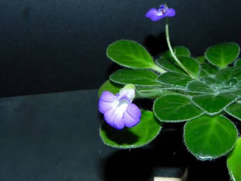 petrocosmea.jpg
