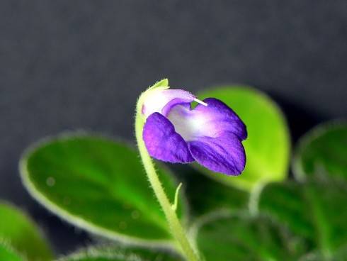petrocosmea.jpg