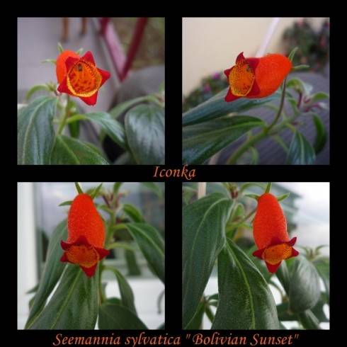 Seemannia sylvatica Bolivian Sunset.jpg