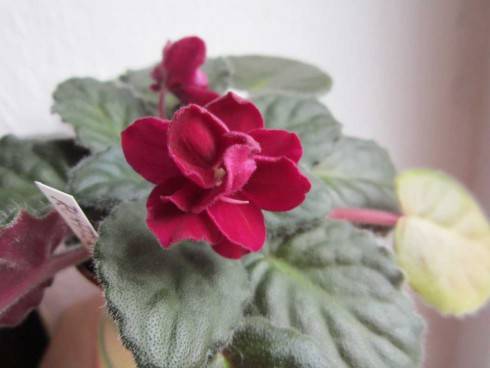 Ruffled Red.jpg