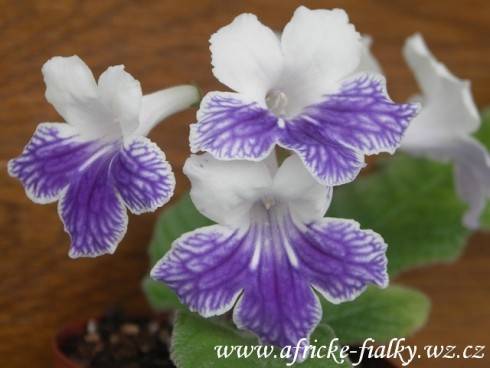 Alpine Cascade.jpg