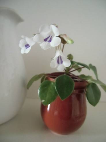 Primulina tamiana.jpg