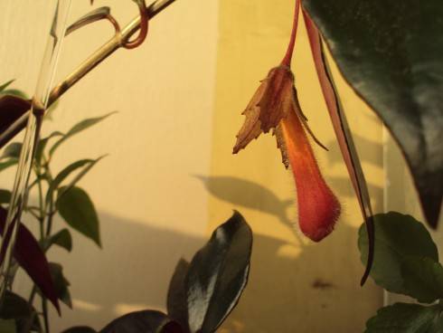 Nematanthus corticola.jpg